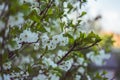 White is beautiful cherry blossom on the branch