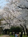 White beautiful cherry blossoms in Suginami