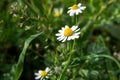 White beautiful daisies on a field of green grass in spring. Chamomile flowers on a meadow in spring. Selective focus. Royalty Free Stock Photo