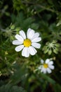 White beautiful daisies on a field of green grass in spring. Chamomile flowers on a meadow in spring. Selective focus. Royalty Free Stock Photo