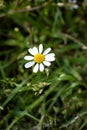 White beautiful daisies on a field of green grass in spring. Chamomile flowers on a meadow in spring. Selective focus. Royalty Free Stock Photo