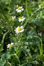 White beautiful daisies on a field of green grass in spring. Chamomile flowers on a meadow in spring. Selective focus. Royalty Free Stock Photo