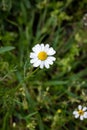 White beautiful daisies on a field of green grass in spring. Chamomile flowers on a meadow in spring. Selective focus. Royalty Free Stock Photo