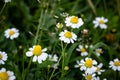 White beautiful daisies on a field of green grass in spring. Chamomile flowers on a meadow in spring. Royalty Free Stock Photo