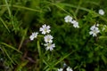 White Daisies Flower Field With Green Grass. Royalty Free Stock Photo