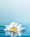 White beautiful daisy on blue water surface with reflection on blue background with copy space Royalty Free Stock Photo