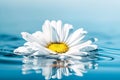 White beautiful daisy on blue water surface with reflection on blue background Royalty Free Stock Photo