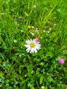 White beautiful daisy with water drops on flower petals Royalty Free Stock Photo