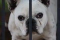 Portrait of beautiful French Bulldog (bouledogue, bouledogue franÃÂ§ais) behind the fence.