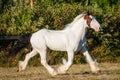 White beautiful drumhorse stallion trotting freely in the green field