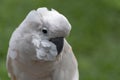 White beautiful feather macaw parrot with classic green grass background Royalty Free Stock Photo