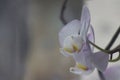 White beautiful flower and curtain