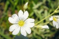 White beautiful flower in the garden. Flower up close