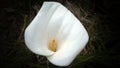 White beautiful flower in the garden Royalty Free Stock Photo