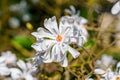 White beautiful flower magnolia stellata tree on a branch Royalty Free Stock Photo