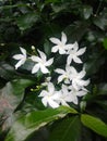 White beautiful flower at my home Royalty Free Stock Photo