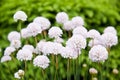 White beautiful flowers Royalty Free Stock Photo