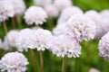 White beautiful flowers