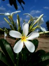 Flowers white in nature India