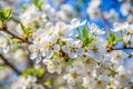 White beautiful flowers in the tree blooming in the early spring, background blurred Royalty Free Stock Photo