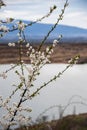 White beautiful flowers in the tree blooming in the early spring, old lake mine in the background and snowy mountains.