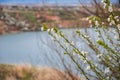 White beautiful flowers in the tree blooming in the early spring, old lake mine in the background and snowy mountains.