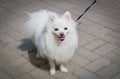 White beautiful fluffy pomeranian dog on a leash Royalty Free Stock Photo