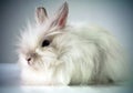 White beautiful fluffy rabbit