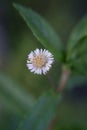 White beautiful herbaceous plant flower Royalty Free Stock Photo