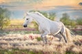 Horse in stipa grass