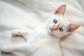 White beautiful kitten with blue eyes