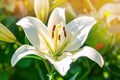 White beautiful Lily close-up on a Sunny summer day. natural flower background Royalty Free Stock Photo