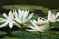 White beautiful lotus