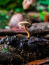 A white beautiful mushroom in the macro world