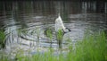 White beautiful mute swan on the lake