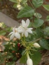 White beautiful natural Mogra flower