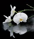 White beautiful orchid Royalty Free Stock Photo