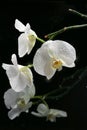 White beautiful orchid Royalty Free Stock Photo