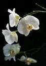 White beautiful orchid Royalty Free Stock Photo