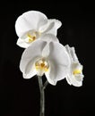 White beautiful orchid Royalty Free Stock Photo