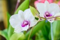 White beautiful orchid Royalty Free Stock Photo