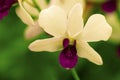 White Beautiful Orchid Royalty Free Stock Photo