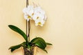 White beautiful orchid flower, buy and sell orchid_ Royalty Free Stock Photo