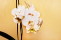 White beautiful orchid flower, close-up, buy and sell orchid_ Royalty Free Stock Photo