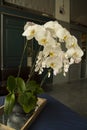 White beautiful orchid Royalty Free Stock Photo