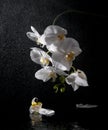 White beautiful orchid Royalty Free Stock Photo