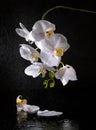 White beautiful orchid Royalty Free Stock Photo