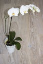 White beautiful orchid Royalty Free Stock Photo