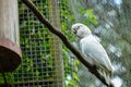 White beautiful parrot perching on the ropes Royalty Free Stock Photo