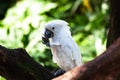 White of beautiful parrot Royalty Free Stock Photo